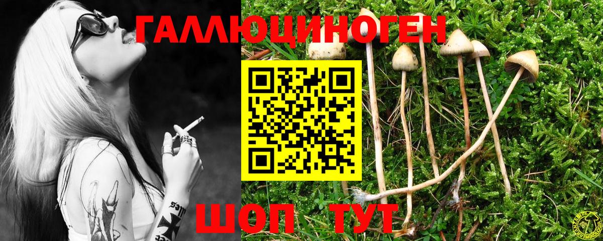 Галлюциногенные грибы Psilocybe  Псилоцибиновые грибы MAGIC MUSHROOMS  цены   Курган  Вход с VPN 